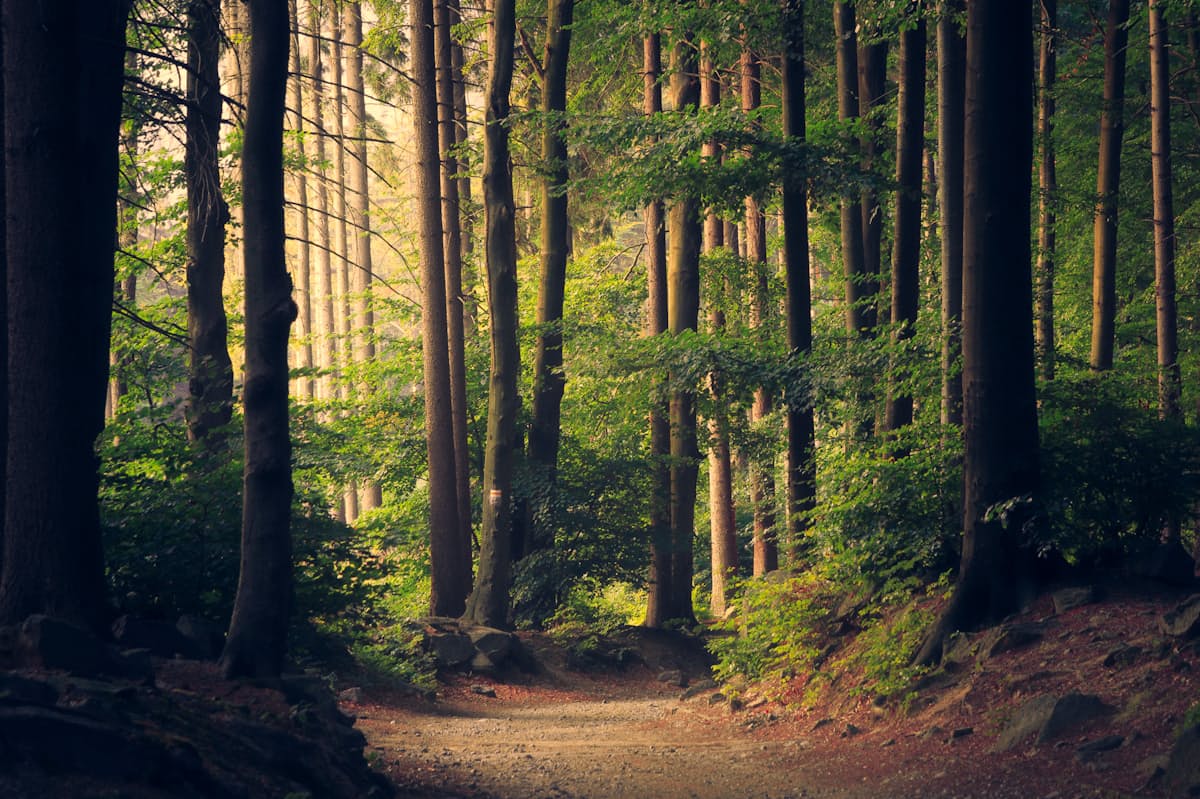 Sunlight coming through a forest of tall trees onto a leaf-covered path