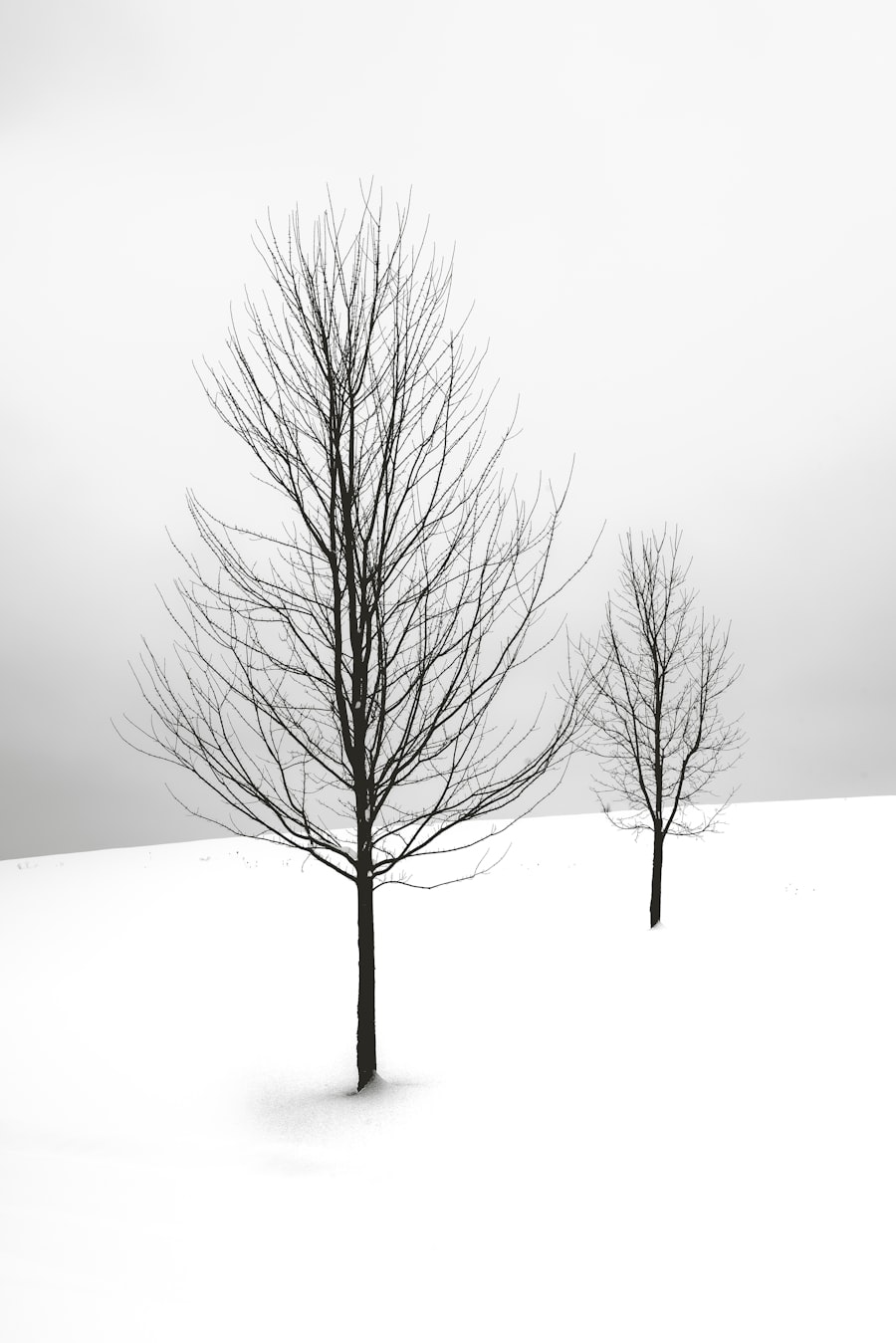 Bare winter trees in a snow-covered forest